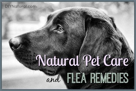 Natural Flea Remedies and Other Natural Pet Care Solutions