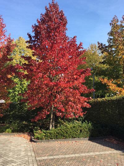 Amerikanischer Amberbaum Moraine Kaufen