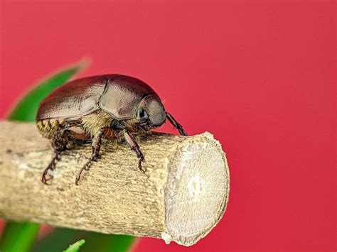 Phyllophaga Es Un G Nero Muy Grande De Escarabajos Del Nuevo Mundo En