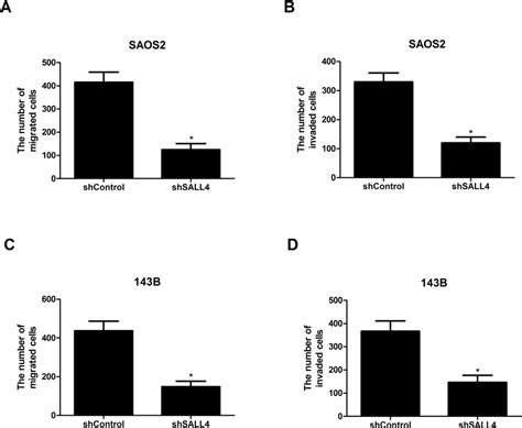 Knockdown Of Sall Inhibits The Migration And Invasion Of Osteosarcoma