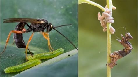 La Ins Lita Avispa Parasitoide Que Convierte En Zombies A Sus