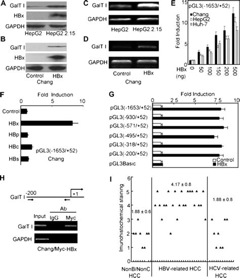 Identification Of Galactosyltransferase I As A Target Gene Of Hbx