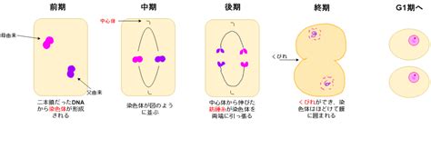 有糸分裂と減数分裂の段階