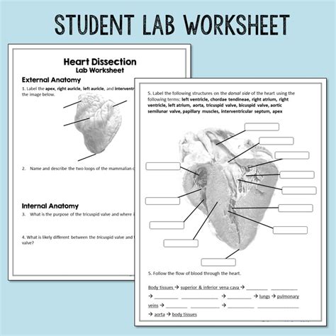 Heart Dissection Lab Worksheet