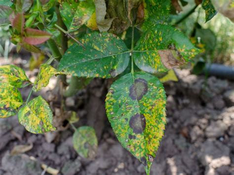 Roses And Rust How To Treat Rose Rust