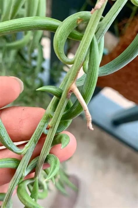 How To Propagate String Of Bananas 5 Easy Steps Garden For Indoor