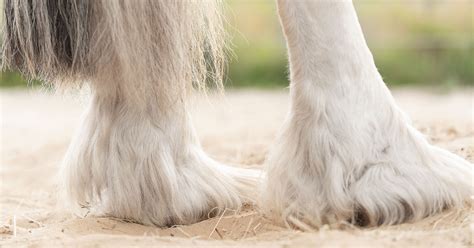 Mijtenseizoen Bij Paarden Welke Stappen Moet Ik Nemen Finecto