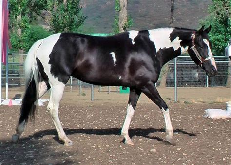 119 best Patterns Tobiano images on Pinterest | Horses, Pinto horses and Beautiful horses