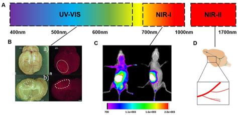 Optical Imaging Of Brain Tissue In Visible Light NIR I And NIR II