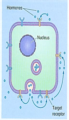 Block Signal Transduction Compiled Quiz Questions Flashcards Quizlet