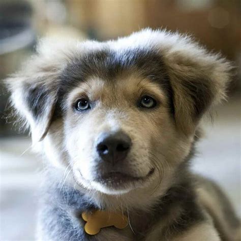 Husky Mix Breeds | PETSIDI