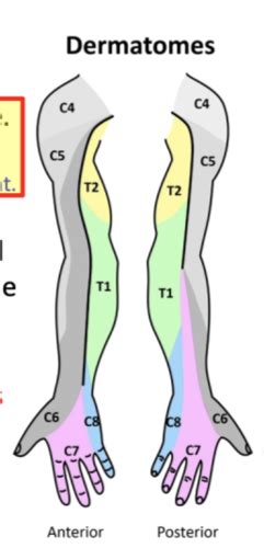 Upper Limb Clinical Supplement Flashcards Quizlet