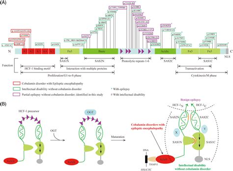 The Location And Phenotypes Of Hcfc1 Variants A Location Of The Download Scientific Diagram