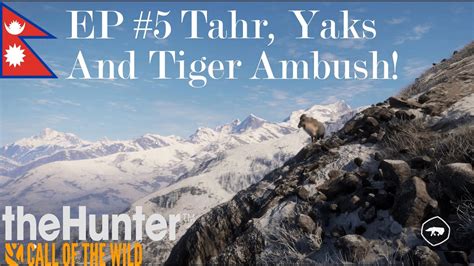 Tiger Ambush Lots Of Yaks Sundarpatan Thehunter Call Of The Wild