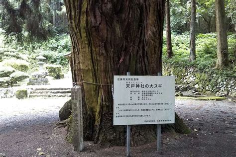 天戸神社の大杉。県の天然記念物。｜⛩天戸神社｜広島県庄原市 八百万の神