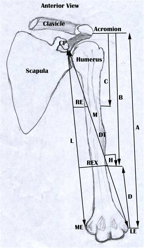 Radial Groove Radial Nerve