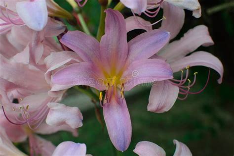 Naked Lady Surprise Lilies Lycoris Squamigera Flowers With Bee