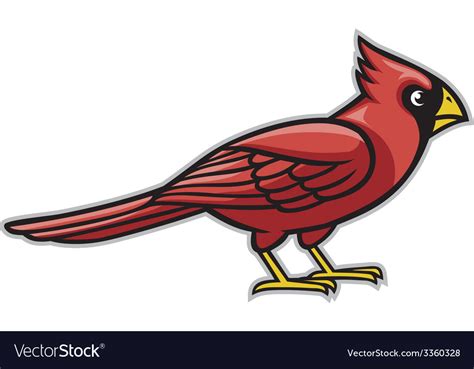 Cardinal Bird Vector