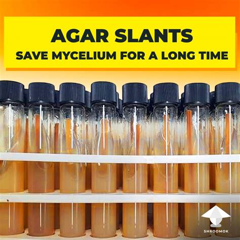 Long Term Mycelium Storage On Agar Slants