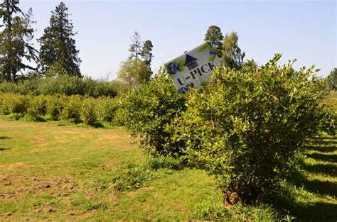 Have Fun At The Blueberry Farm The Watchdog