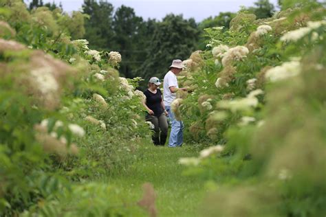 A Big Plan for a Small Berry - Missouri Agricultural Experiment Station