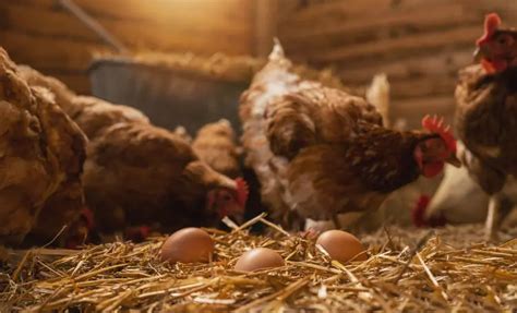 Pourquoi Donner Des Vers De Farine Aux Poules En Hiver