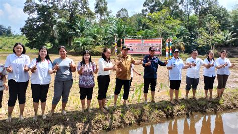 Pj Bupati Landak Hadiri Tanam Padi Perdana Di Desa Kelampai Setolo