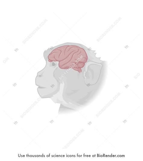 Free Rhesus Macaque Monkey Brain Lateral On Head Icons Symbols