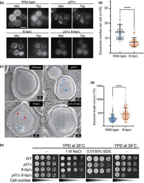 Deletion Of 6tetraspanning Membrane Proteins 6tsp Affected