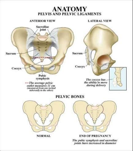 Pelvic anatomy related to shoulder dystocia