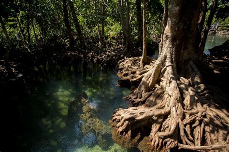 Premium Photo | Tha pom mangrove forest in krabi province in thailand