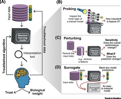 Opening The Black Box Interpretable Machine Learning For Geneticists