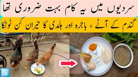 Murgi Egg Na Dy Oska Ilaaj Treatment Of A Hen That Does Not Lay Eggs