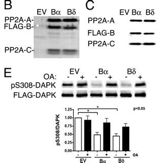 Dephosphorylation Of DAPK By PP2A Holoenzymes A Schematic Of