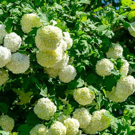 Eastern Snowball Bushes For Sale