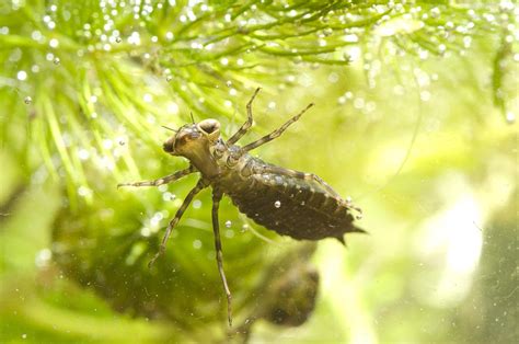 Dragonfly Larva Swimming By Kris Mercer