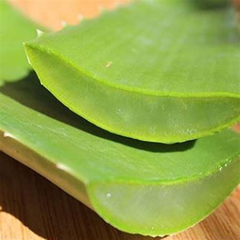 Aloe Vera leaf | Nature Agrotech