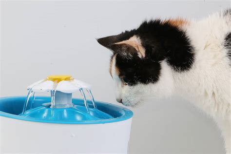 4 Best Battery Operated Cat Water Fountains Of 2022 Cats Fountains