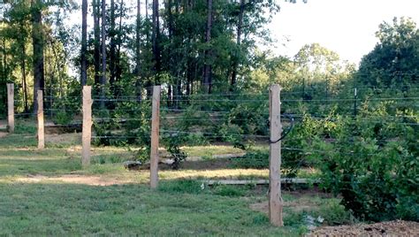 Trellis System For Blackberries Rabbiteye Farm