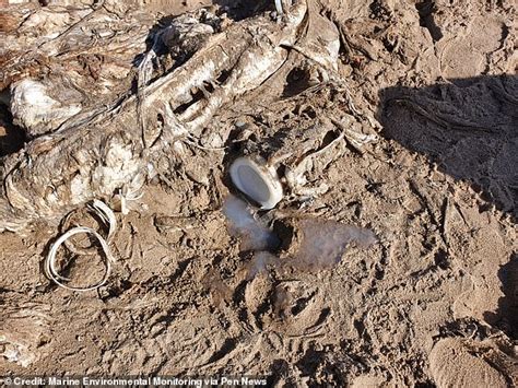 Mysterious Sea Beast That Weighs Four Tonnes And Is More Than Ft In