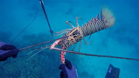 Spearfishing Far North Queensland The Great Barrier Reef Australia