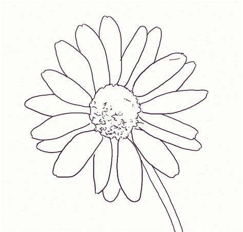 How To Draw A Realistic Daisy