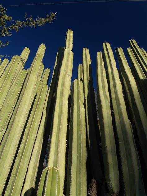 Órgano Cactáceas de Nuevo León México iNaturalist