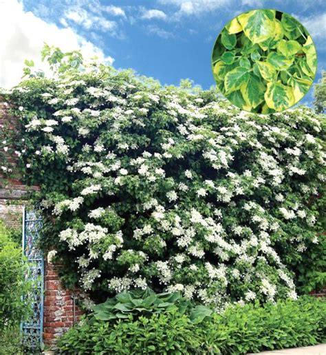 Miranda Climbing Hydrangea Variegated Climbing Hydrangea