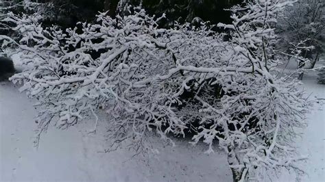 Nationaal Bomenmuseum Von Grimborn Doorn Droneshots Van De Sneeuw