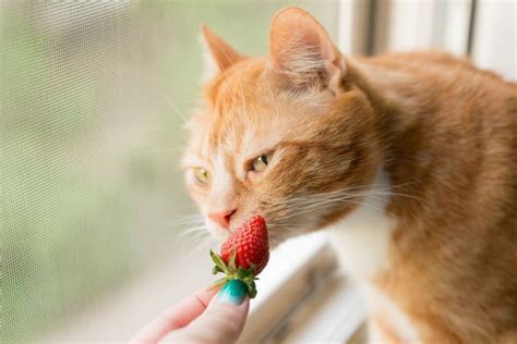 Can Cats Eat Strawberries Are Strawberries Bad For Cats Vet Advice