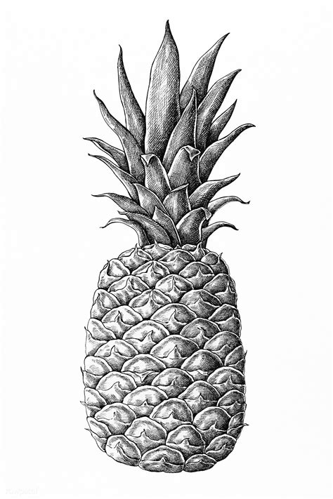 Download Premium Illustration Of Hand Drawn Fresh Pineapple Fruit 1200278 How To Draw Hands