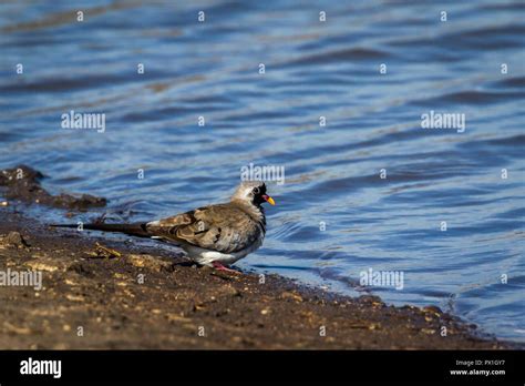 Namaqua Dove In Kruger National Park South Africa Specie Oena