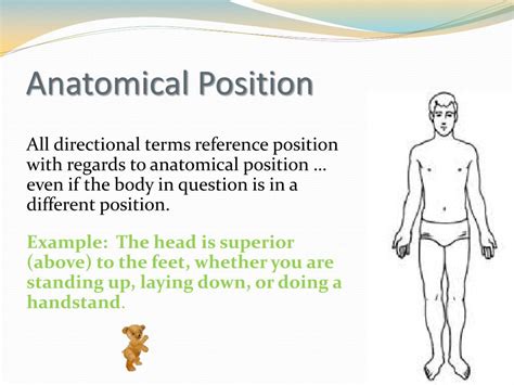 Ppt Body Organization Directional Terms Regions Sections Planes