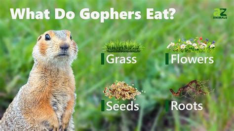 What Do Gophers Eat A Complete List Of Their 8 Favorite Foods A Z